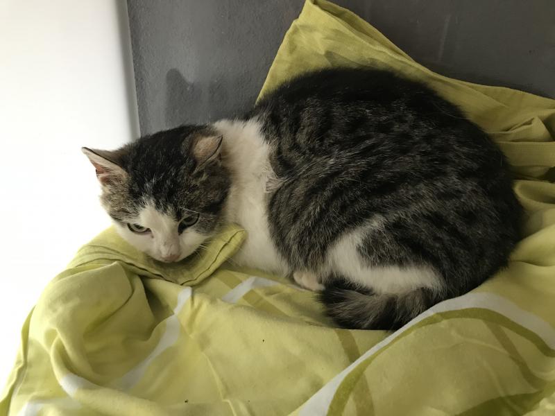Europäische Hauskatze