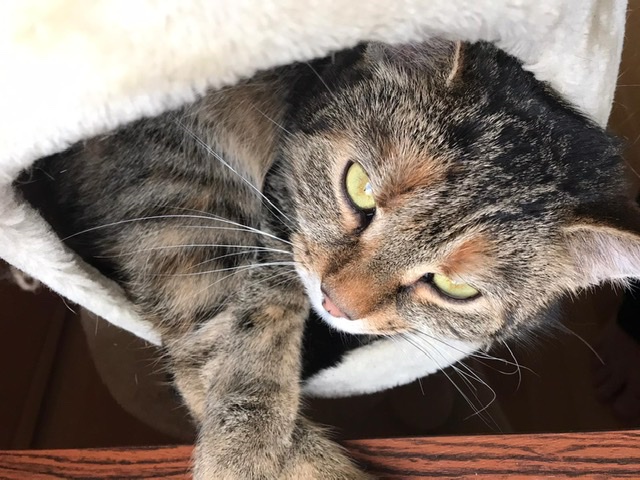 Europäische Hauskatze