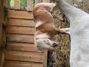 Fundtier Tier-ID 22089