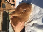 Fundtier Tier-ID 20884