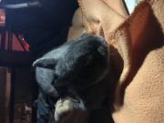 Fundtier Tier-ID 20738