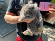 Fundtier Tier-ID 21789