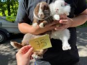 Fundtier Tier-ID 21938