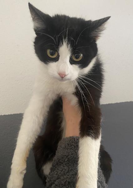 Europäische Hauskatze