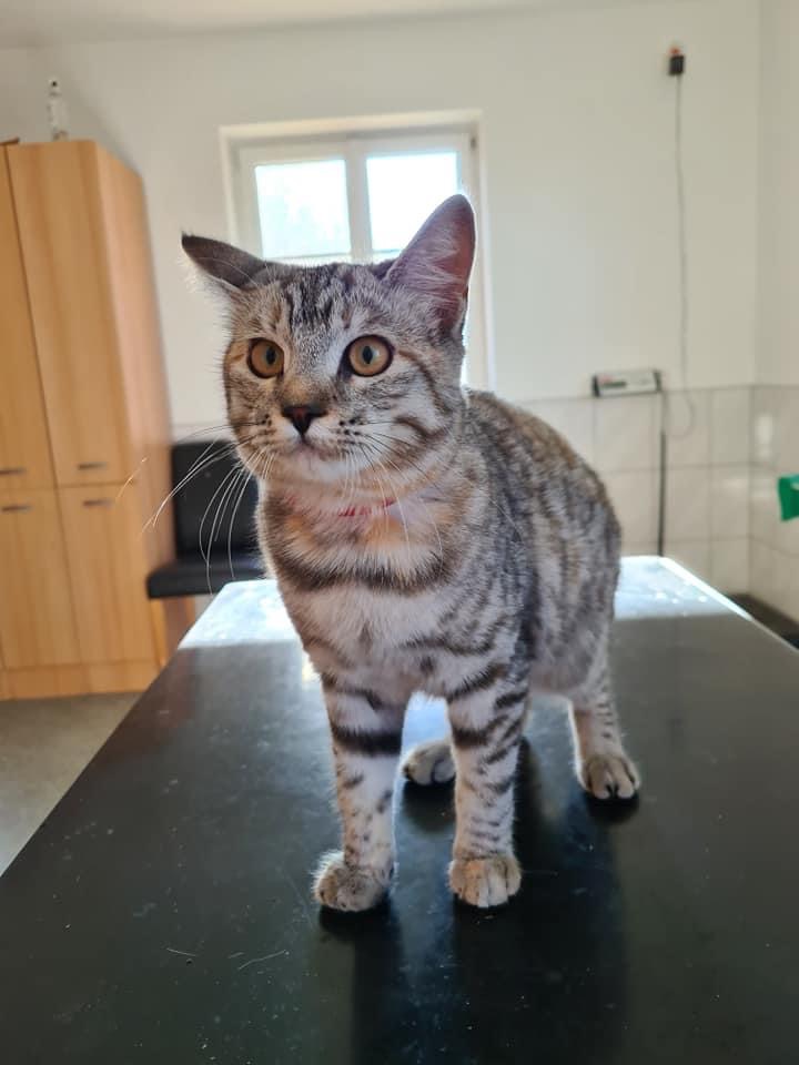 Europäische Hauskatze