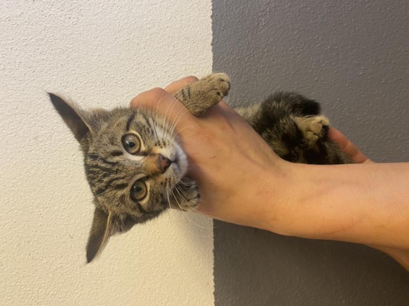 Europäische Hauskatze