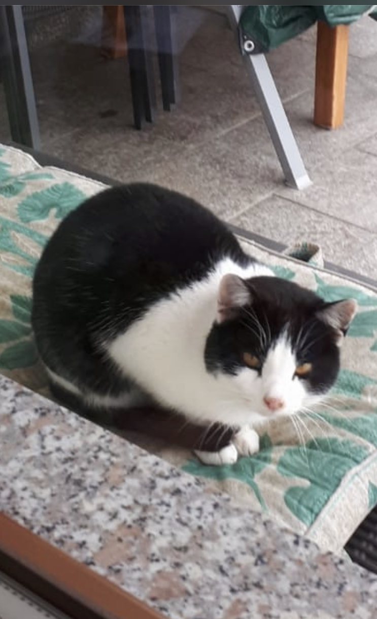 Europäische Hauskatze