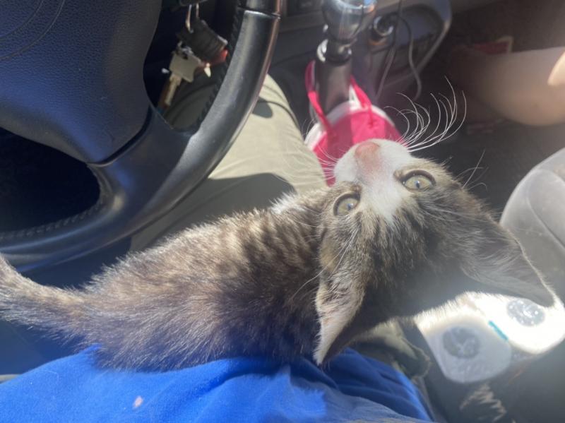 Europäische Hauskatze