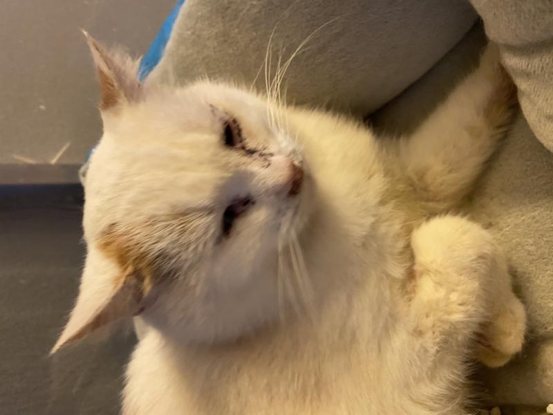 Europäische Hauskatze