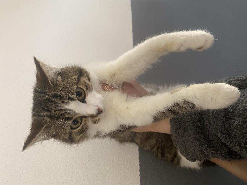 Europäische Hauskatze
