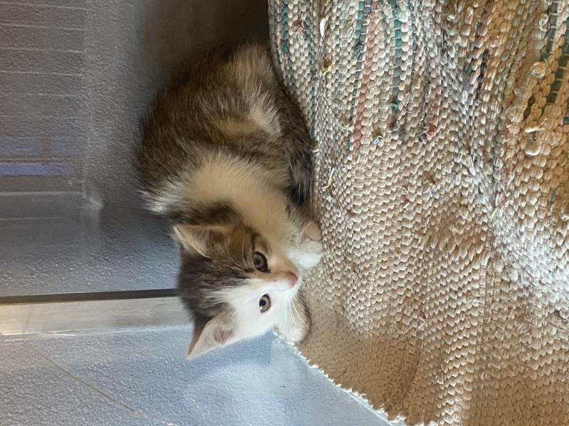 Europäische Hauskatze