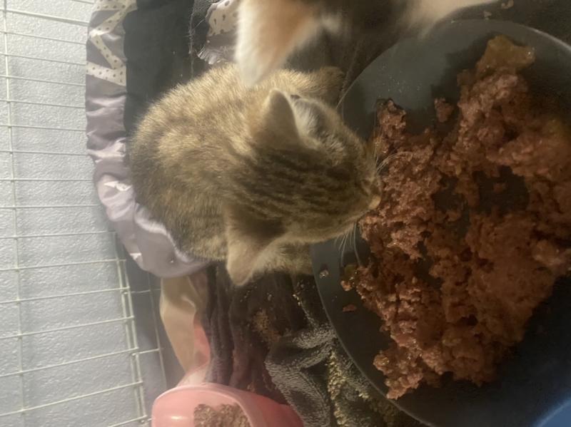 Europäische Hauskatze