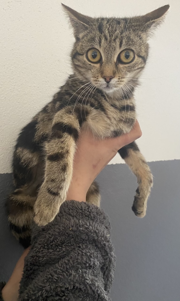 Europäische Hauskatze