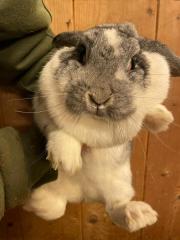 Fundtier Tier-ID 27385