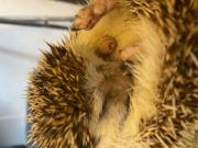 Fundtier Tier-ID 27002