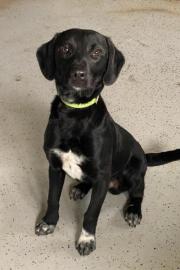 Fundtier Tier-ID 27224