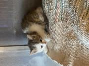 Fundtier Tier-ID 25742