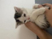 Fundtier Tier-ID 25743