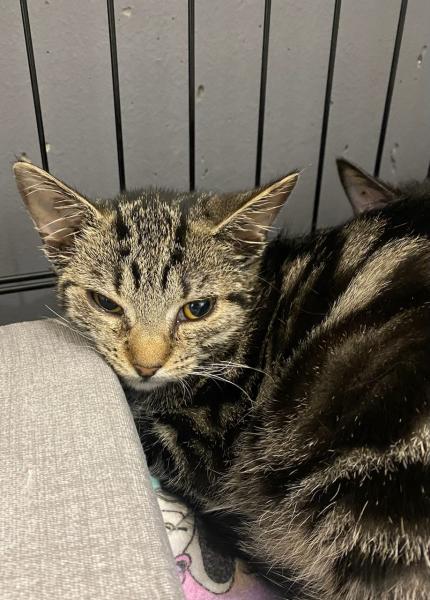 Europäische Hauskatze