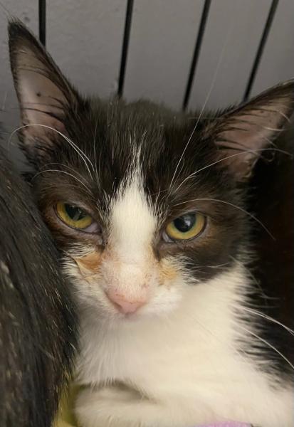 Europäische Hauskatze