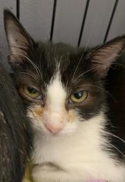 Fundtier Tier-ID 27706