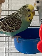 Fundtier Tier-ID 28187