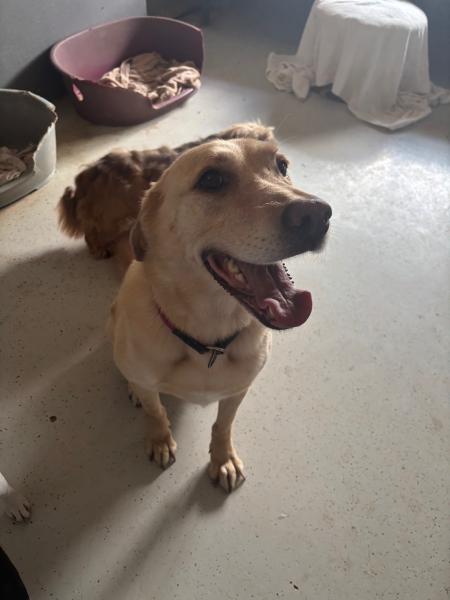 Labrador Retriever-Mischling