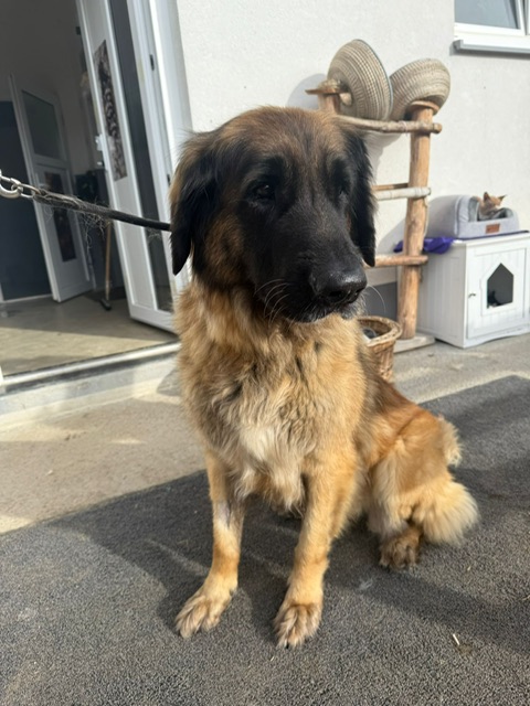 Leonberger