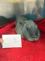 Fundtier Tier-ID 38422