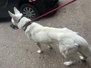 Fundtier Tier-ID 35565