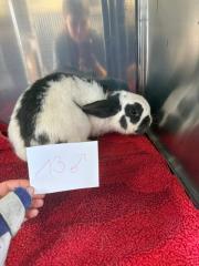 Fundtier Tier-ID 38431