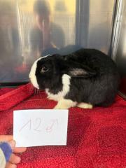 Fundtier Tier-ID 38430