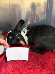 Fundtier Tier-ID 38418