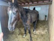 Fundtier Tier-ID 36532