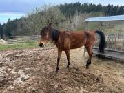 Fundtier Tier-ID 36531