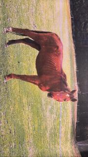 Fundtier Tier-ID 36518