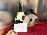 Fundtier Tier-ID 38429