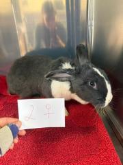 Fundtier Tier-ID 38419