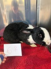 Fundtier Tier-ID 38423