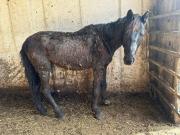 Fundtier Tier-ID 36528