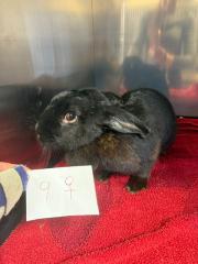 Fundtier Tier-ID 38426