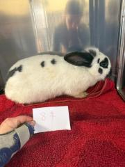 Fundtier Tier-ID 38425