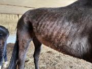 Fundtier Tier-ID 36530