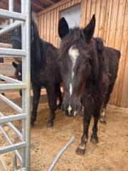 Fundtier Tier-ID 36527