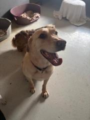 Fundtier Tier-ID 37272