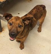 Fundtier Tier-ID 37224