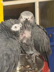 Fundtier Tier-ID 38415