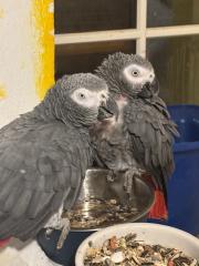 Fundtier Tier-ID 38414