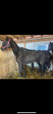 Fundtier Tier-ID 36526