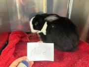 Fundtier Tier-ID 38433